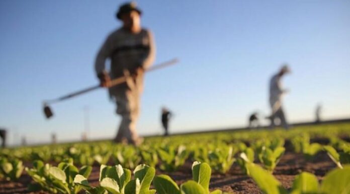 /VIDEO/ U Tuzli u ovoj godini oko 150 hiljada KM za poljoprivredu