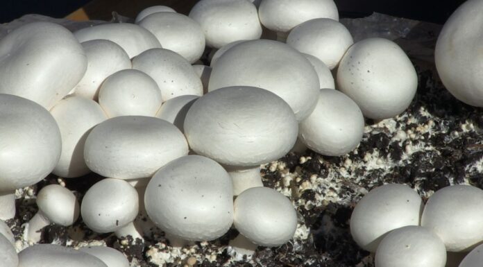 Gljivari sve teže pronalaze radnu snagu