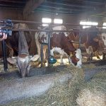 Krave/Farmeri