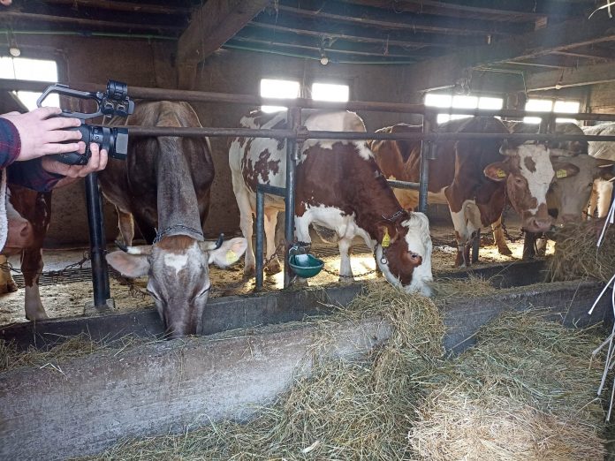 Krave/Farmeri