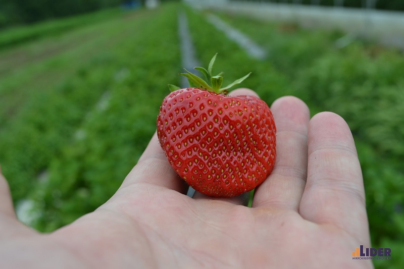 MKF Lider: Podrška poljoprivrednicima na “Danima otvorenih vrata”