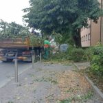 Eko zeleni pozivaju na hitan pregled opasnih stabala prije zime Eko zeleni pozivaju na hitan pregled opasnih stabala prije zime