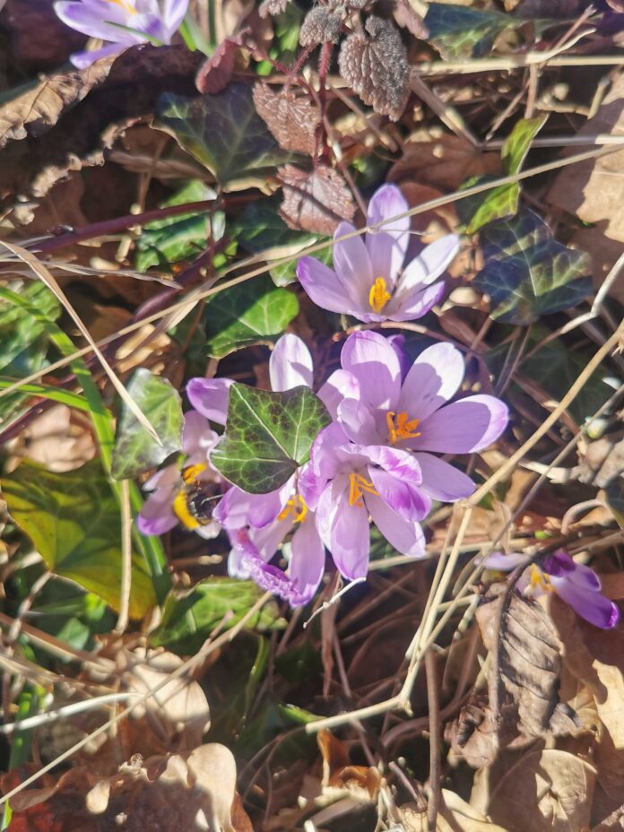 sunčano vrijeme, kašunak, proljeće