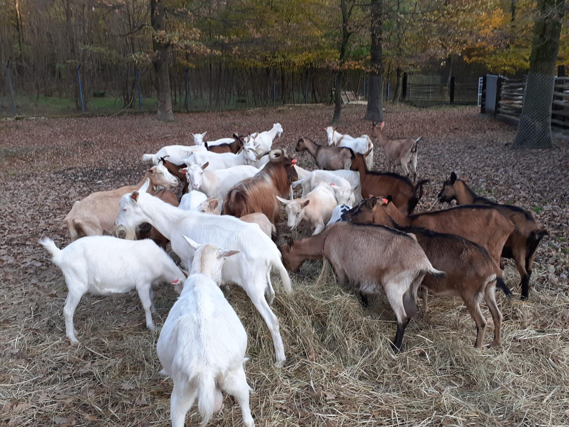 koze-ekoloska-farma-scaled