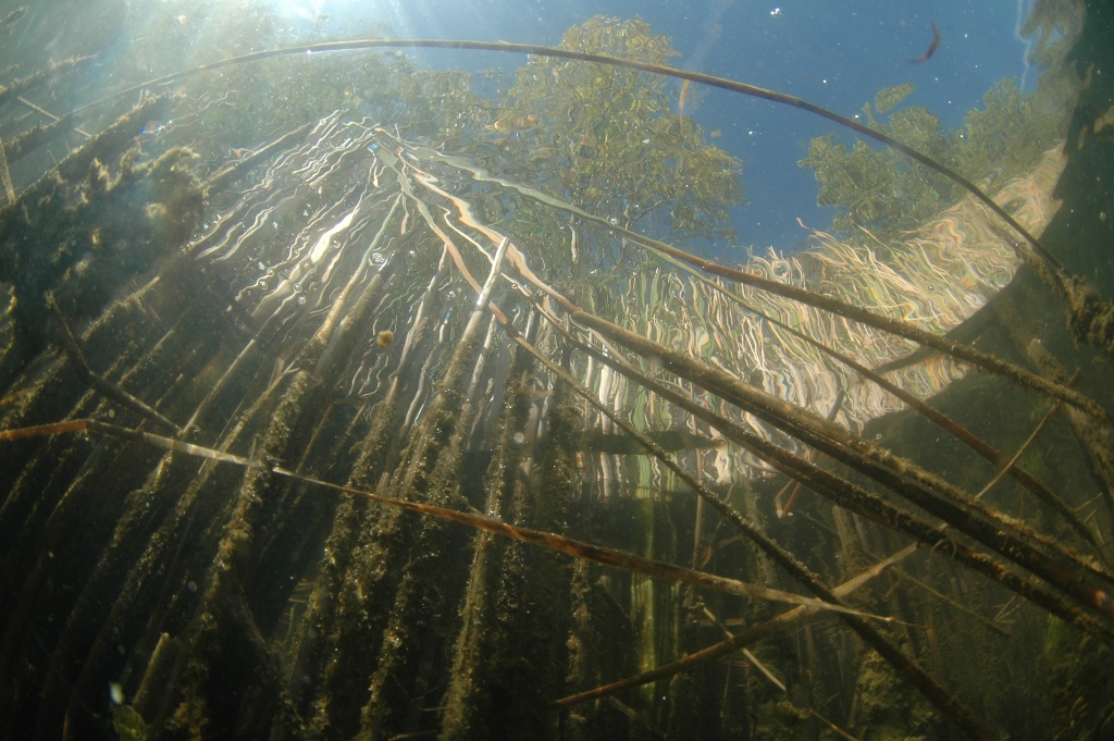 Eko-ronilačka grupa invalida iz Lukavca na Međunarodnom kupu u podvodnoj fotografiji Eko-ronilačka grupa invalida iz Lukavca na Međunarodnom kupu u podvodnoj fotografiji