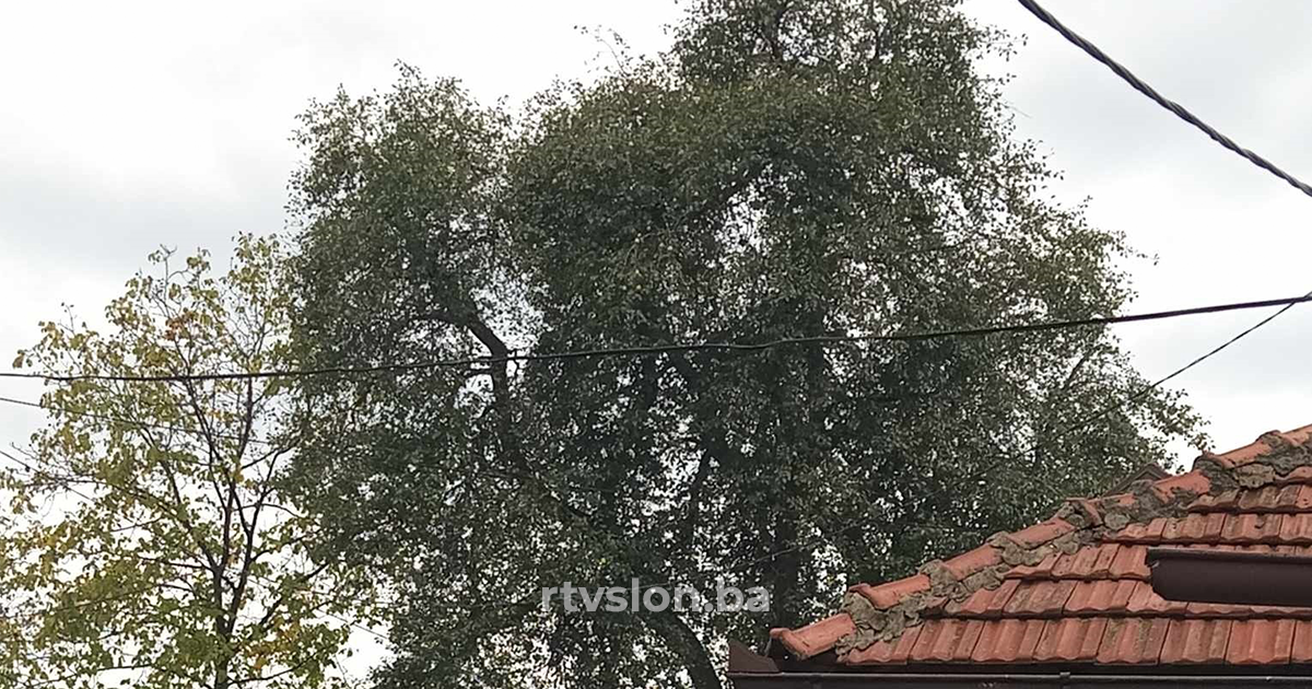 Stablo jedne od najstarijih krušaka u Tuzli