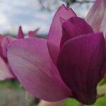 Magnolija