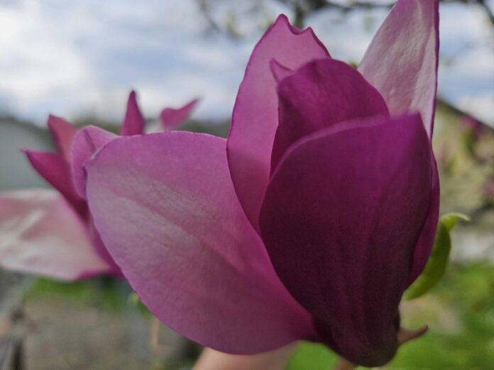 Magnolija
