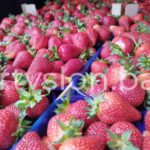 jagode