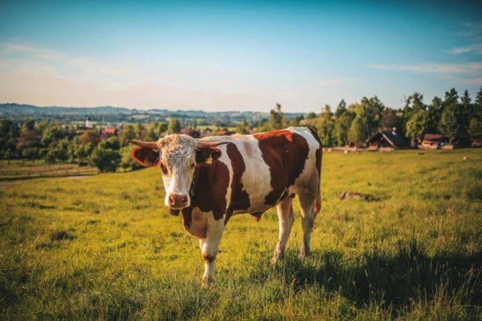 BiH pred novom krizom: Stočari u strahu, farme se prazne