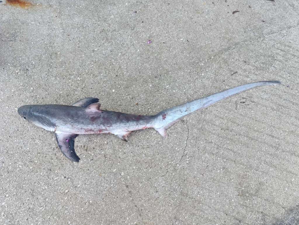 morski pas lisica Morski pas/Neum