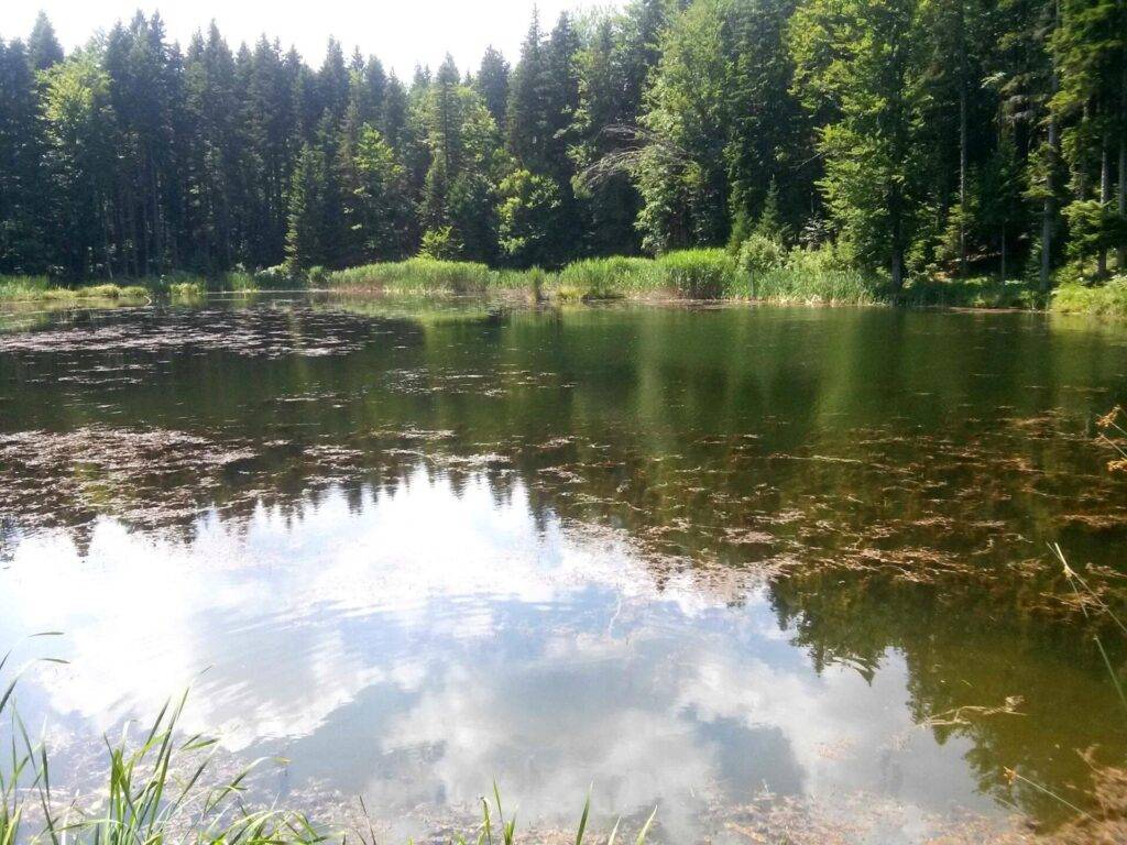 Svjetski dan zaštite okoliša, Majevica, litij, klimatske promjene, Litijum na Majevici. Mirno Paučko jezero na planini Konjuh, okruženo šumom i refleksijom neba na površini vode
