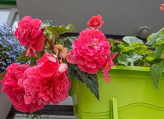 Kako da vaše begonije budu ljepše i bujnije