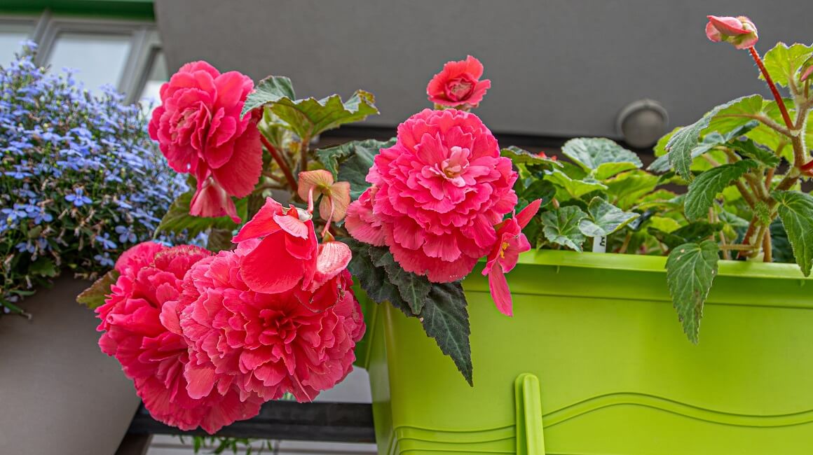 Kako da vaše begonije budu ljepše i bujnije