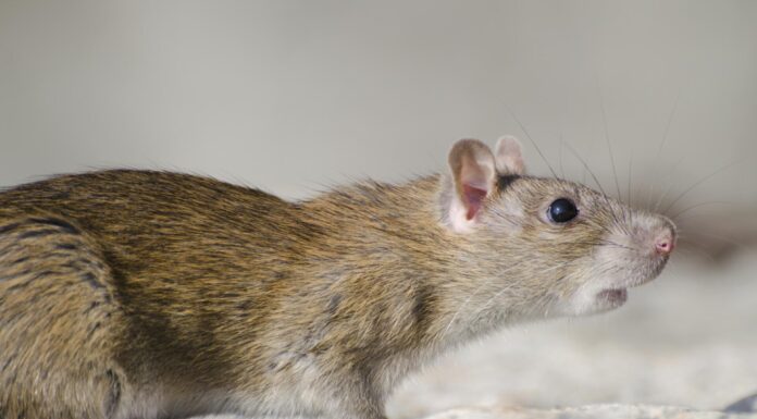 Znate li šta je leptospiroza i kako se prenosi?