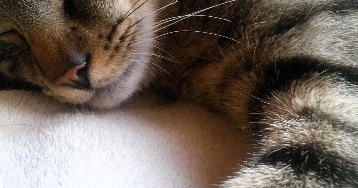 Starost mačke u ljudskim godinama, tigrasta mačka spava na bijeloj dekici