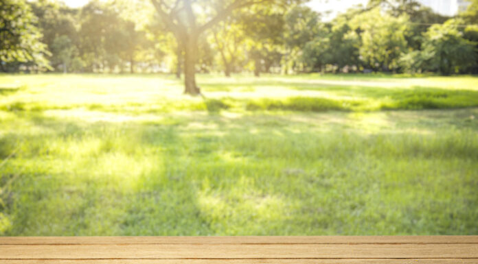 Toplije vrijeme, više zmija: Evo šta ih mami u vaša dvorišta i kako da ih otjerate Dvorište, zmija