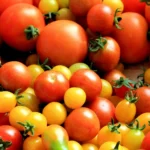 Paradajz/ Kako prepoznati one koji su puni pesticida