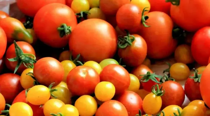 Kako prepoznati paradajz pun pesticida? Evo nekoliko savjeta Paradajz/ Kako prepoznati one koji su puni pesticida