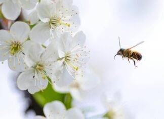 Kada počinje proljeće; Polen, alergija, proljeće, kihanje, alergeni, ambrozija, prašina. Proljetne alergije. Proljetna alergija