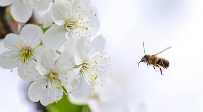 20. maj – Dan kada podsjećamo na nezamjenjivu ulogu pčela u ekosistemu Polen, alergija, proljeće, kihanje, alergeni, ambrozija, prašina. Proljetne alergije. Proljetna alergija