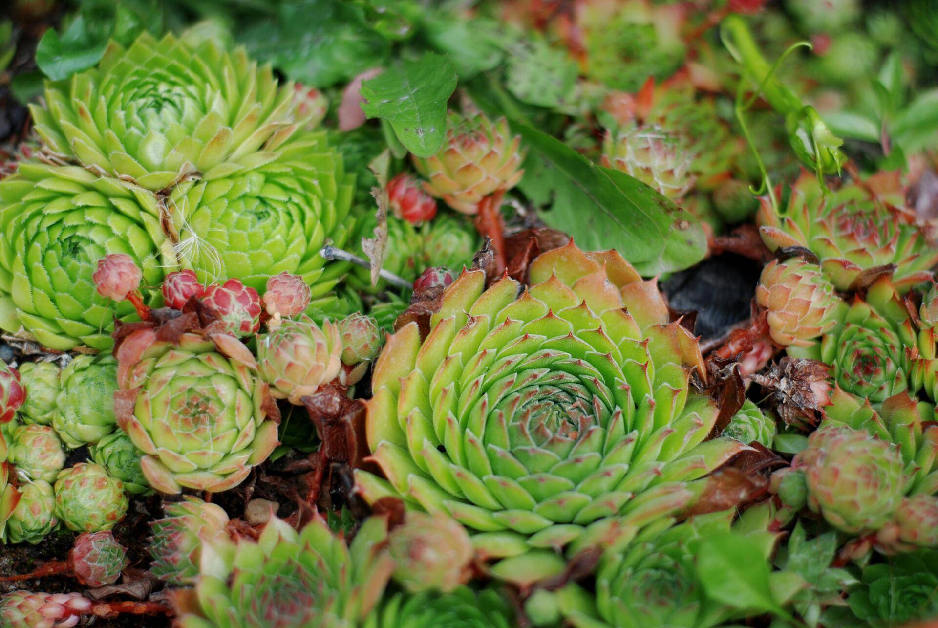 Čuvarkuća Čuvarkuća