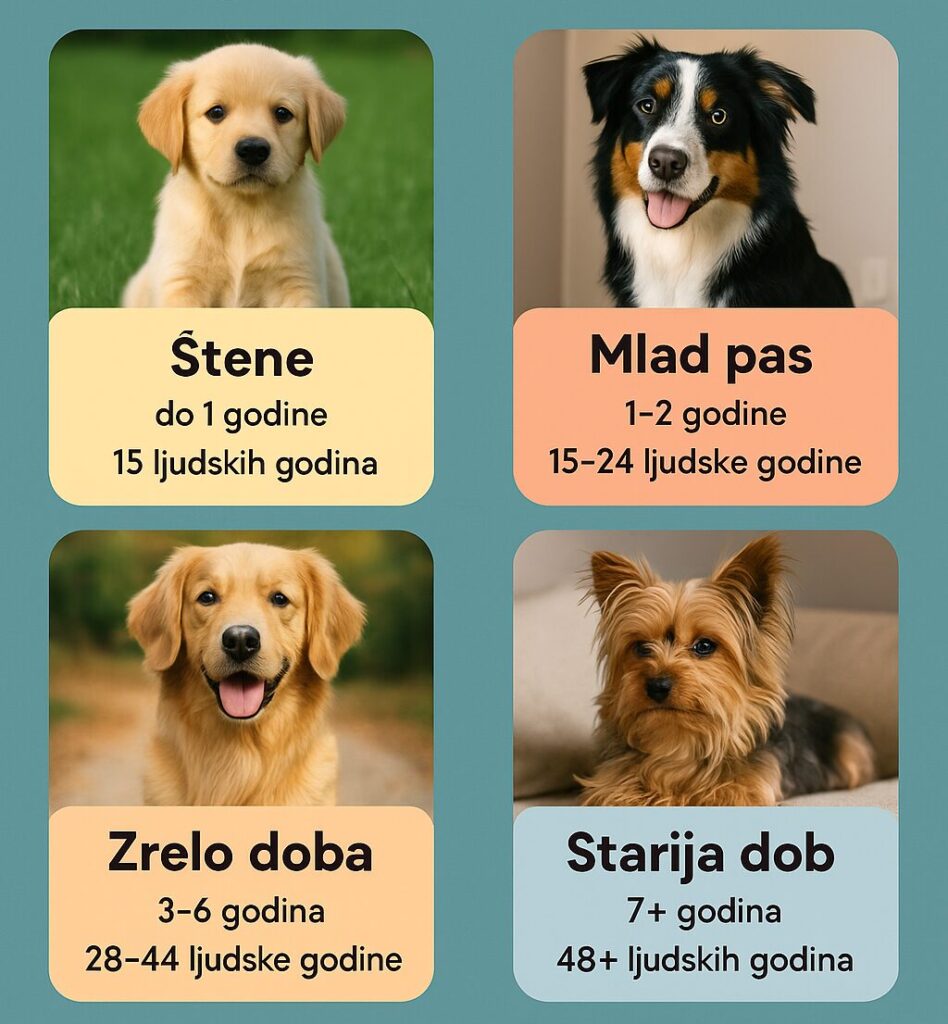 starost psa u ljudskim godinama 
