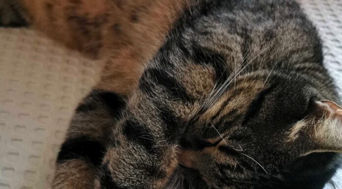 Snimci mačaka su popularni na društvenim mrežama i rado ih gledamo.