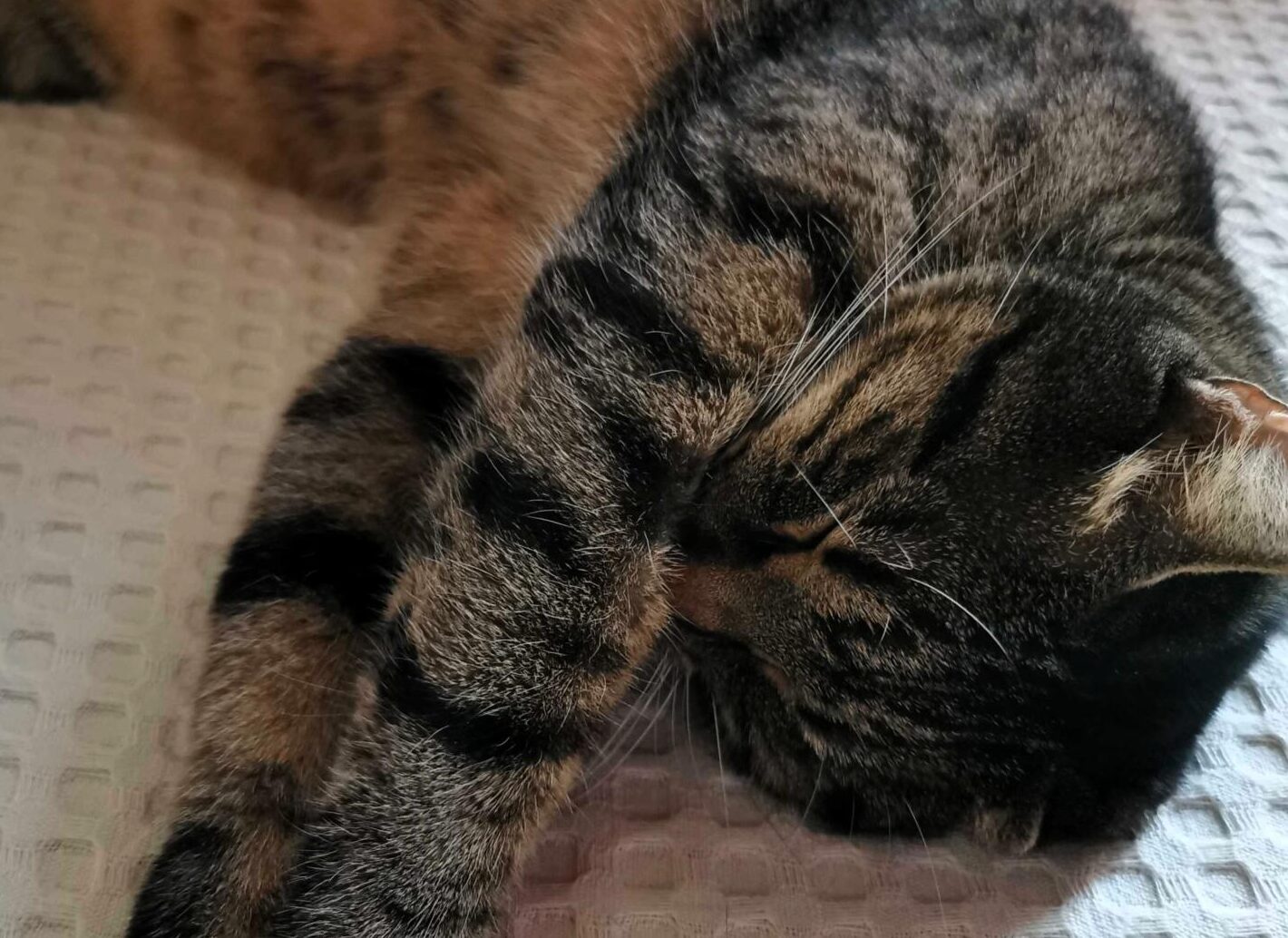 uspavana mačka Snimci mačaka su popularni na društvenim mrežama i rado ih gledamo.