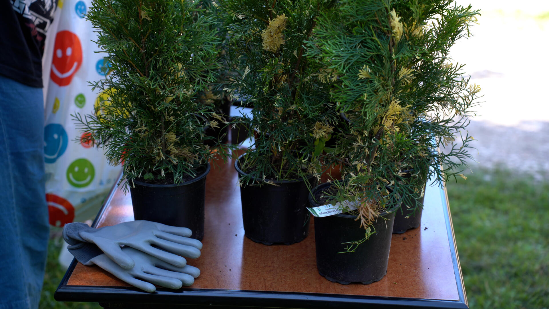 Sadnja, cvijeće, drveće, ekologija, Svjetski dan zaštite okoliša