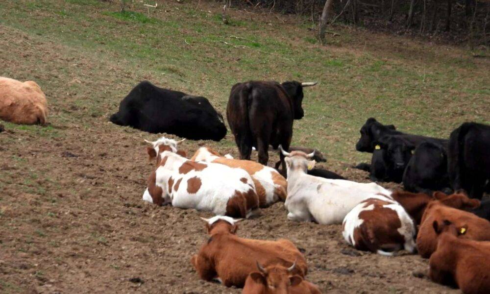 Kurban Propisi o kurbanu: Kada, kako i zašto je važno klati ispravno