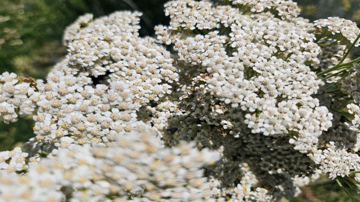 hajducka-trava-naslovna Hajdučka trava u buketu nakon branja