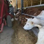 Isplata novčanih podrški za mlijeko i tov u FBiH