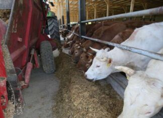 Isplata novčanih podrški za mlijeko i tov u FBiH
