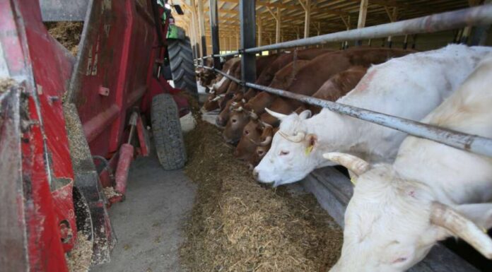 Isplata novčanih podrški za mlijeko i tov u FBiH