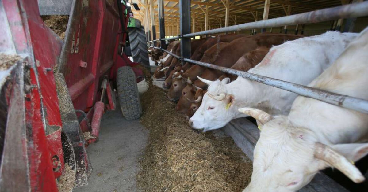Isplata novčanih podrški za mlijeko i tov u FBiH