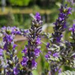 Lavanda: zašto bi trebala postati dio vaše svakodnevice Lavanda u punom cvatu u domaćem vrtu, snimljena autentično u Bosni i Hercegovini