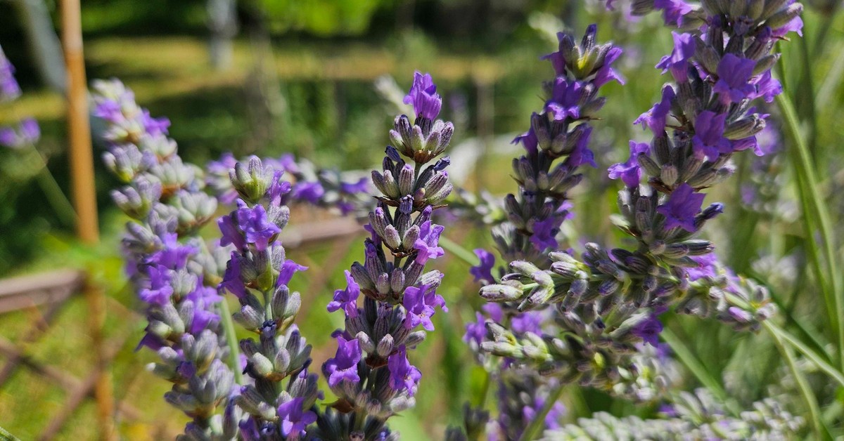 lavanda-2-optimized-1200x628 Lavanda u punom cvatu u domaćem vrtu, snimljena autentično u Bosni i Hercegovini