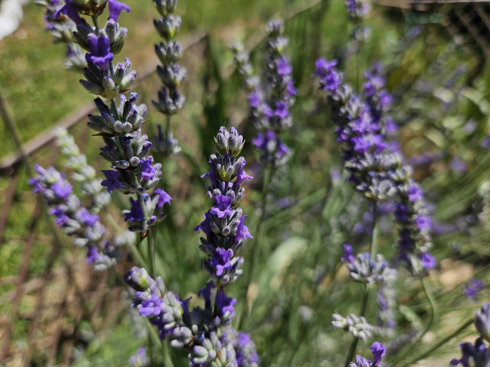 Polja lavande u punom cvatu pod jutarnjim suncem