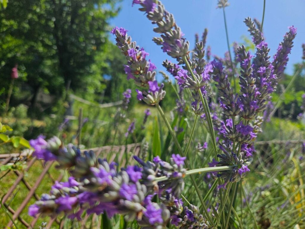 Lavanda posađena u dvorištu, fotografisana tokom sunčanog dana u Bosni i Hercegovini