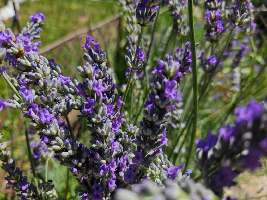 lavanda