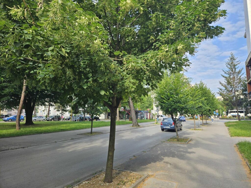 Mlada lipa u cvatu posađena u urbanom području, lipa u Tuzli, Oktobarska ulica, Aleja Alije Izetbegovića