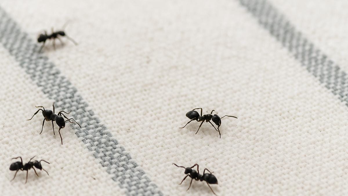mravi u kući kako se riješiti mrava prirodnim putem, Crni mravi na kuhinjskoj krpi u domaćinstvu