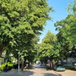 Drvored lipa u cvatu u Tuzli, Oktobarska ulica, Aleja Alije Izetbegovića