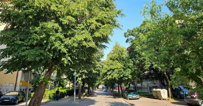 Drvored lipa u cvatu u Tuzli, Oktobarska ulica, Aleja Alije Izetbegovića