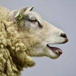 Islamska zajednica apeluje na vjernike: Kurban mora imati veterinarsku potvrdu