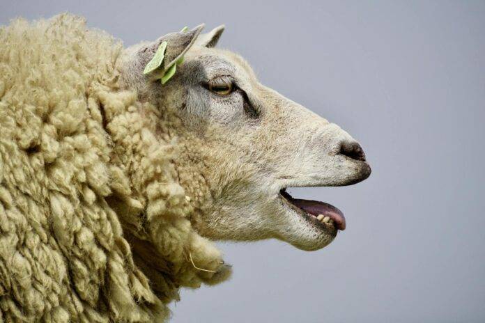 Islamska zajednica apeluje na vjernike: Kurban mora imati veterinarsku potvrdu