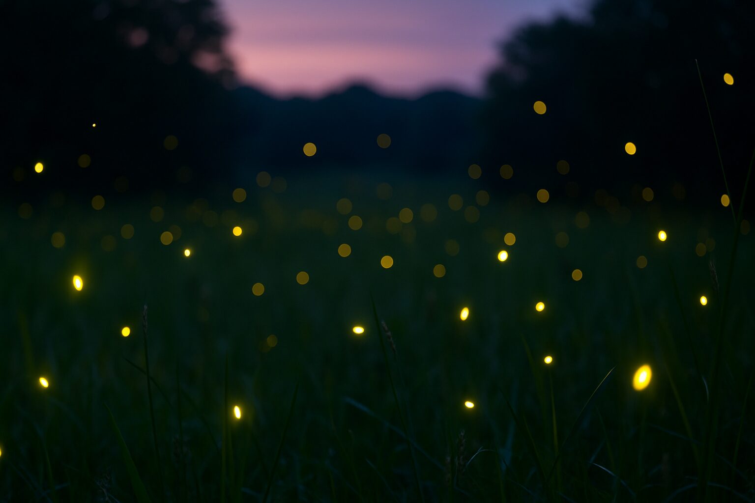 svitac i svitci u prirodi Svitac, svitici, ljetne noći. Ljetna noć s prikazom svitaca koji svijetle iznad zelene livade, uz obrise drveća i zalazak sunca u pozadini.