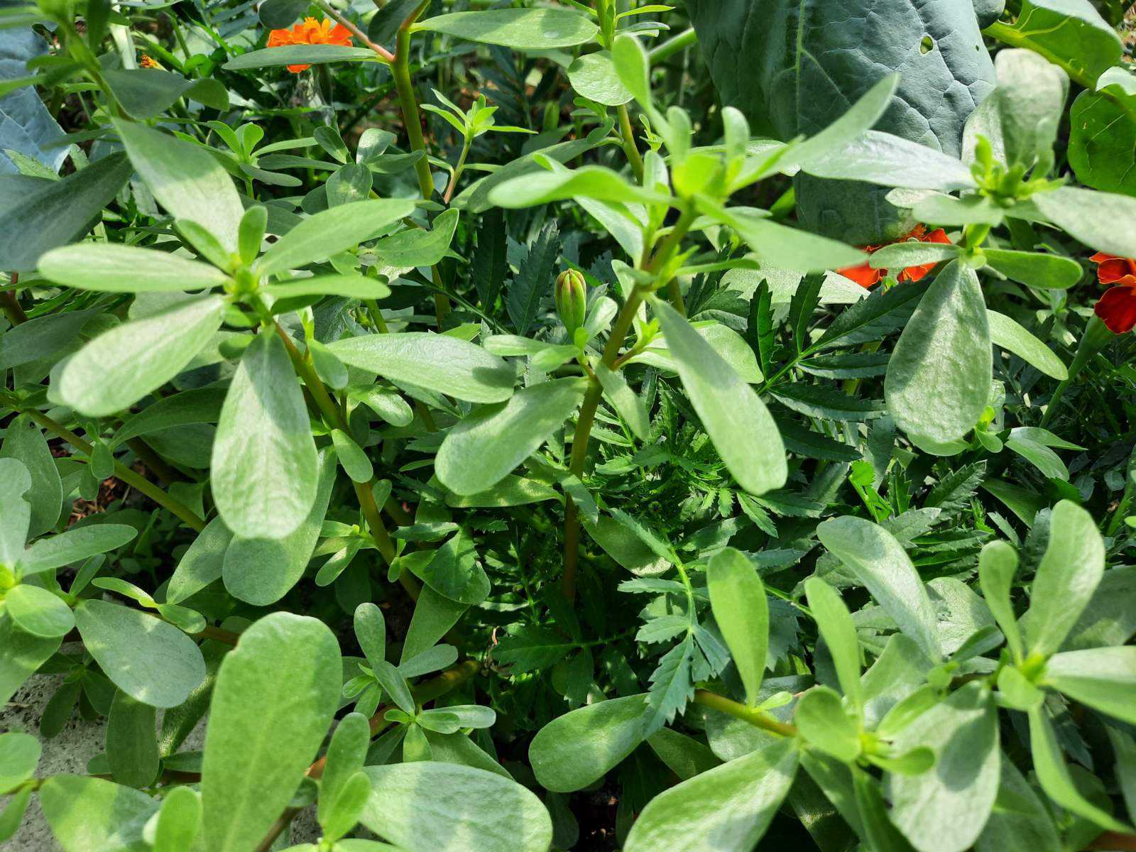 tušt najzdravija biljka iz našeg vrta