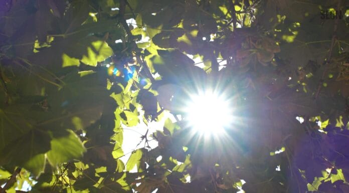 Vremenska prognoza, sunčano vrijeme, toplota, ljeto, vrućine, sparine/ Bez ijednog pljuska na vidiku: Biljke, ljudi i gradovi trpe pod sunčevim udarima